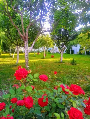 a group of red roses in a park with trees at Apartmani Jasmina 2 in Bihać