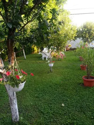 a garden with a bunch of potted plants on a tree at Apartmani Jasmina 2 in Bihać
