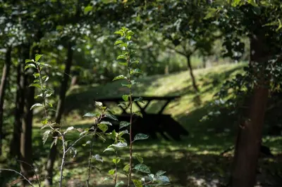 a park bench sitting in the middle of a forest at Holiday home 