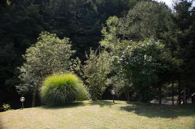 a grassy field with a bush in a yard with trees at Holiday home 