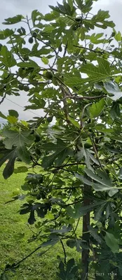 a tree with green leaves in a field at Country House Roman in Doboj