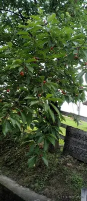 a tree with fruits on it next to a bench at Country House Roman in Doboj
