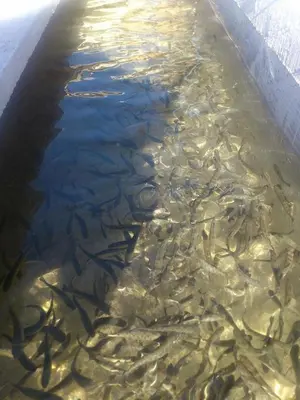 a group of fish swimming in the water at Etno kuce Miljevic in Šipovo