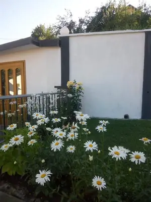 a bunch of white daisies in front of a house at Holiday Home Nana in Bugojno