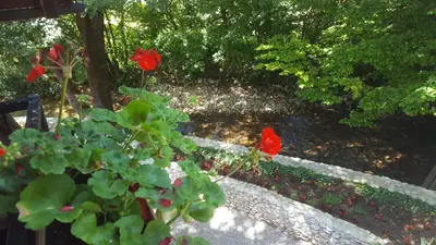 a bush with red flowers in a garden at Holiday Home Adna in Bihać