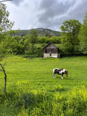 a horse grazing in a field with a barn at Apartment Prole in Šipovo