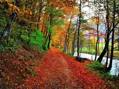 a path in the woods with a bench on it at Apartment Prole in Šipovo