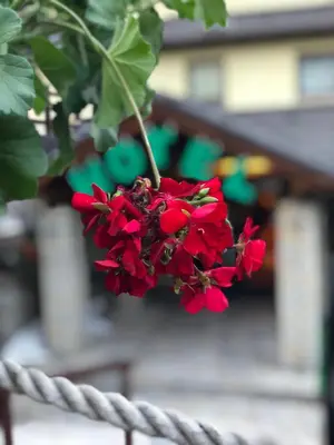 a red flower is hanging from a fence at Hotel Pahuljica in Vlasic