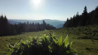 a view of a grassy field with trees in the background at Apartments BellaMonte Vlašić in Vlasic