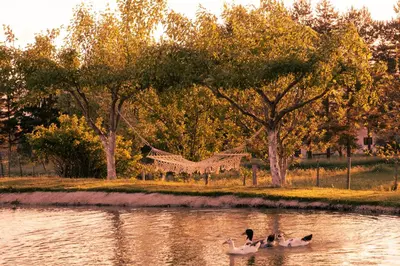 a group of ducks swimming in a lake with a hammock at Lake House Bebić in Kupres