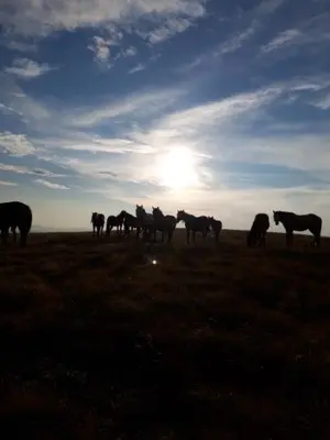a herd of horses standing in a field at Apartmani Li in Livno