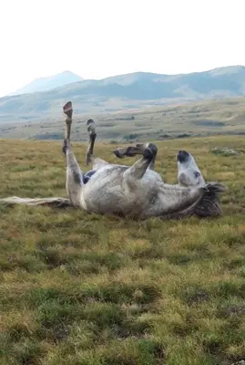 a group of ducks laying in a field at Apartmani Li in Livno