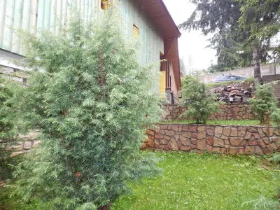 a large evergreen tree in front of a house at Smreka Vlašić in Vlasic