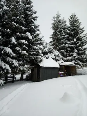 a snow covered yard with trees and a shed at Vinara Kupres in Kupres