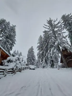 a snow covered road with trees and a fence at Vikendica A Vlasic in Vlasic