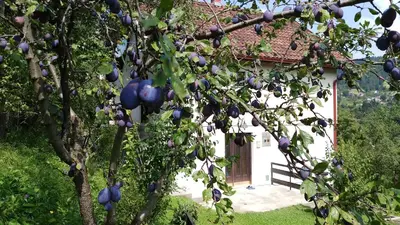 a tree with lots of fruit in front of a house at Vikend kuća Careva Ćuprija-apartman in Olovo