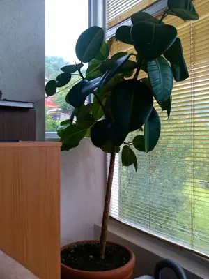 a plant in a pot in front of a window at Vikend kuća Careva Ćuprija-apartman in Olovo
