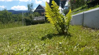 a plant in the middle of a field of grass at Vikend kuća Careva Ćuprija-apartman in Olovo