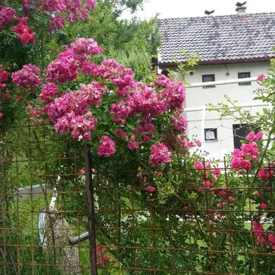 Vikend kuća Careva Ćuprija-apartman