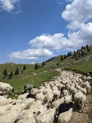 a herd of sheep grazing on a grassy hill at 