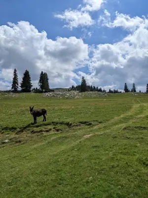 a donkey standing in a field of green grass at 