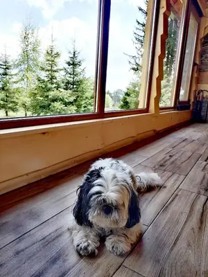 a small dog laying on a wooden floor in front of a window at 