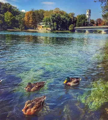 a group of ducks swimming in the water at Apartman River Una in Bihać