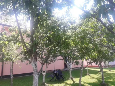 a group of trees in front of a building at Jelena in Kupres