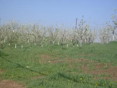 a row of apple trees in an orchard at Luxeriöse Villa mit Bergblick in Donji Ljenobud