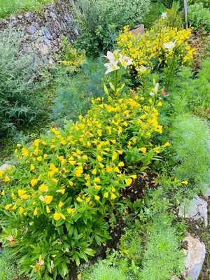 a flower garden with yellow and white flowers at Unaqua Apartments in Kulen Vakuf