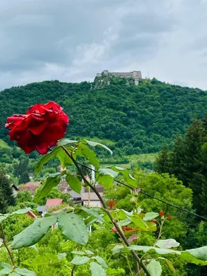 a red rose in front of a castle on a hill at Unaqua Apartments in Kulen Vakuf
