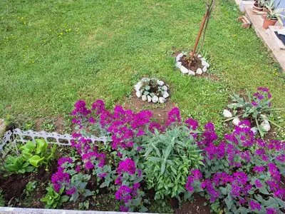 a garden with purple flowers in the grass at Seosko domacinstvo Halil & Alema in Ćukovi