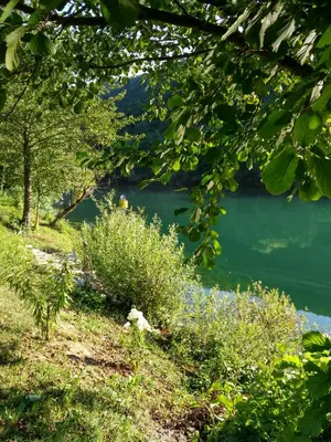 a view of a lake through the branches of a tree at Seosko domacinstvo Halil & Alema in Ćukovi