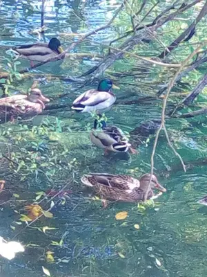 a group of ducks swimming in the water at Seosko domacinstvo Halil & Alema in Ćukovi