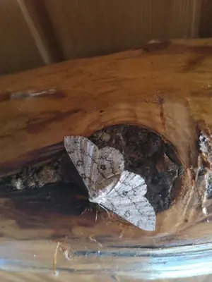 a butterfly sitting on top of a piece of wood at Katarina Doboj,Bušletić in Busletić