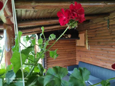 a red flower in a bird house at Katarina Doboj,Bušletić in Busletić