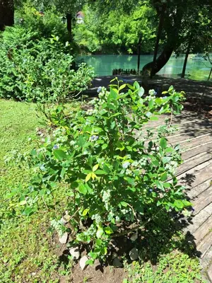 a green bush in a park with a body of water at ATRIUM Holiday home in Bihać