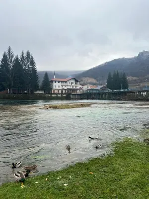 a group of ducks swimming in a river at Village Gečat-Villa Una in Kulen Vakuf
