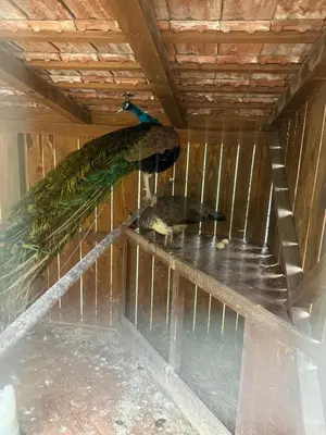 a bird standing on a shelf in a bird house at Village Gečat-Villa Una in Kulen Vakuf