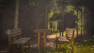 two benches sitting in the middle of a forest at Green Forest Visoko in Visoko