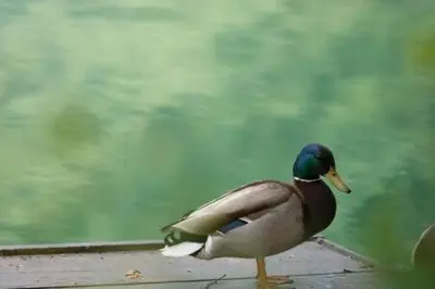 a duck standing on a ledge near the water at Una holiday house in Bihać