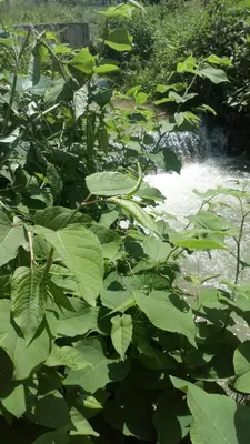 a river with green leaves in front of a waterfall at Cottage Forest Stream in Visoko