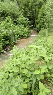 a river with lots of green plants next to a forest at Cottage Forest Stream in Visoko