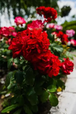 a bunch of red roses in a garden at Hotel Athos in Modriča
