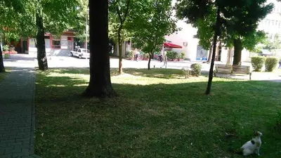 a cat sitting in the grass next to a tree at Soba Centar in Banja Luka