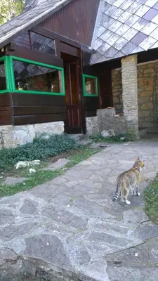 a cat walking in front of a building at Ismar&Hanna in Vlasic