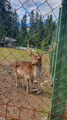two animals are standing behind a fence at Eko-FIS Vlašić in Vlasic