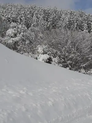 a snow covered slope with trees in the background at Apartman Kupres Holiday in Kupres