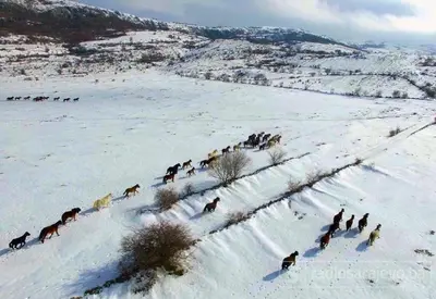 a group of horses walking through a snow covered field at Apartman Luka in Livno