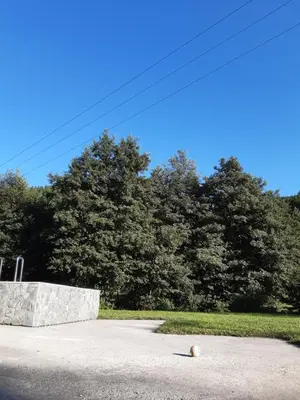 aphalt road with a rock on the ground next to trees at Softa in Travnik